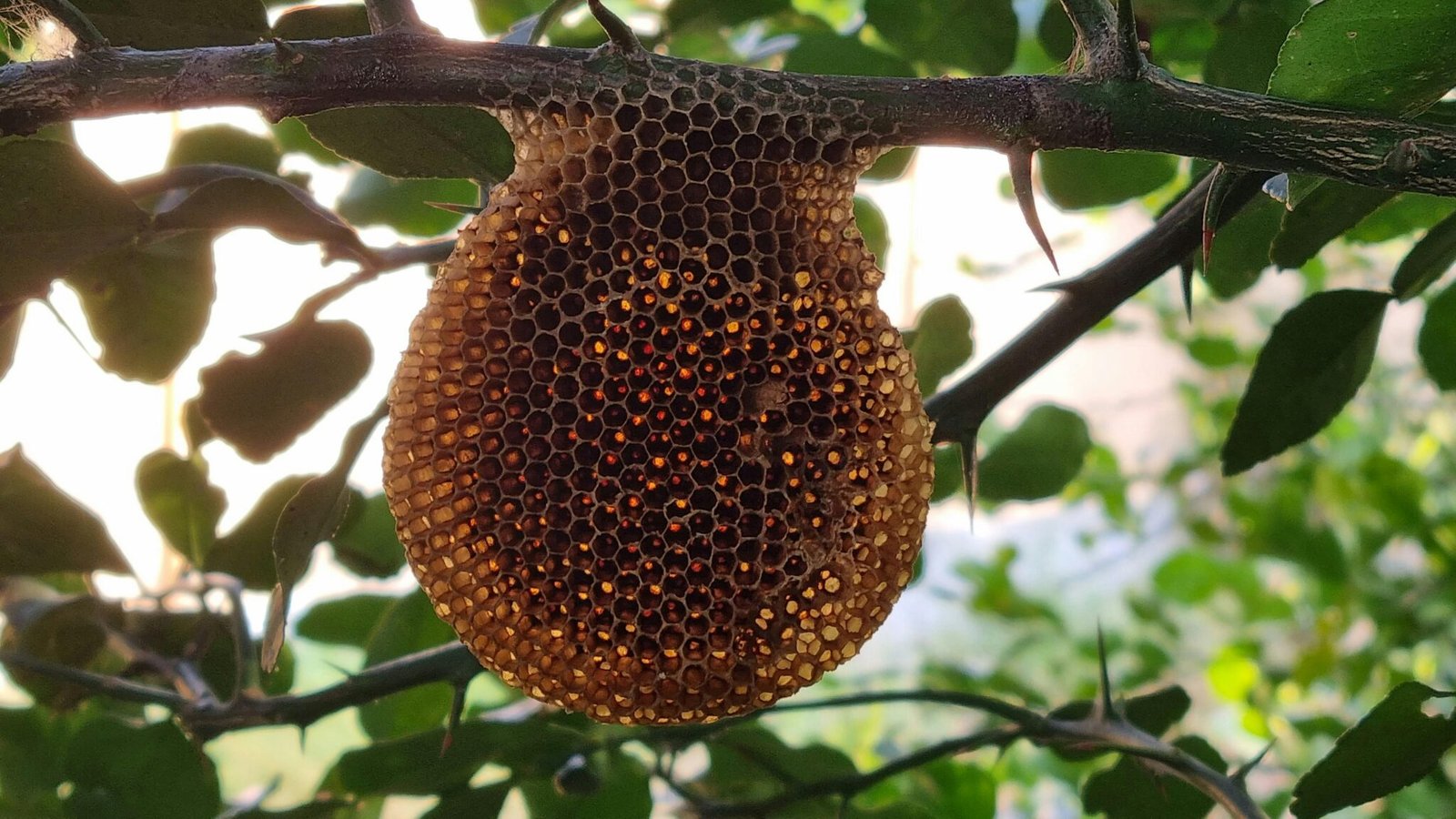 honey hive control periwinkle